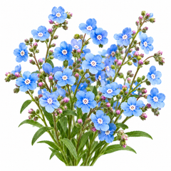 Cynoglossum amabile Chinese Forget-Me-Not with delicate blue flower sprays – winter flower seeds for pots beds borders and grow bags in Pakistan