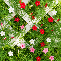 Cypress Vine Mix Ipomoea quamoclit with red pink and white star-shaped flowers and fine fern-like foliage climbing on trellis – summer vine seeds in Pakistan