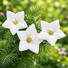 White Cypress Vine Ipomoea quamoclit with delicate white star-shaped flowers and fine fern-like foliage climbing on trellis – summer vine seeds in Pakistan