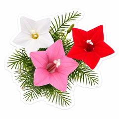 Cypress Vine Seeds - Mix (Summer) عشق پیچاں