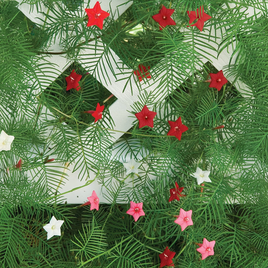 Cypress Vine Seeds - Mix(Summer) (عشق پیچاں)