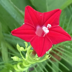 Cypress Vine Seeds - Red (Summer) عشق پیچاں