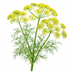 Dill Seeds سوئے (WINTER)