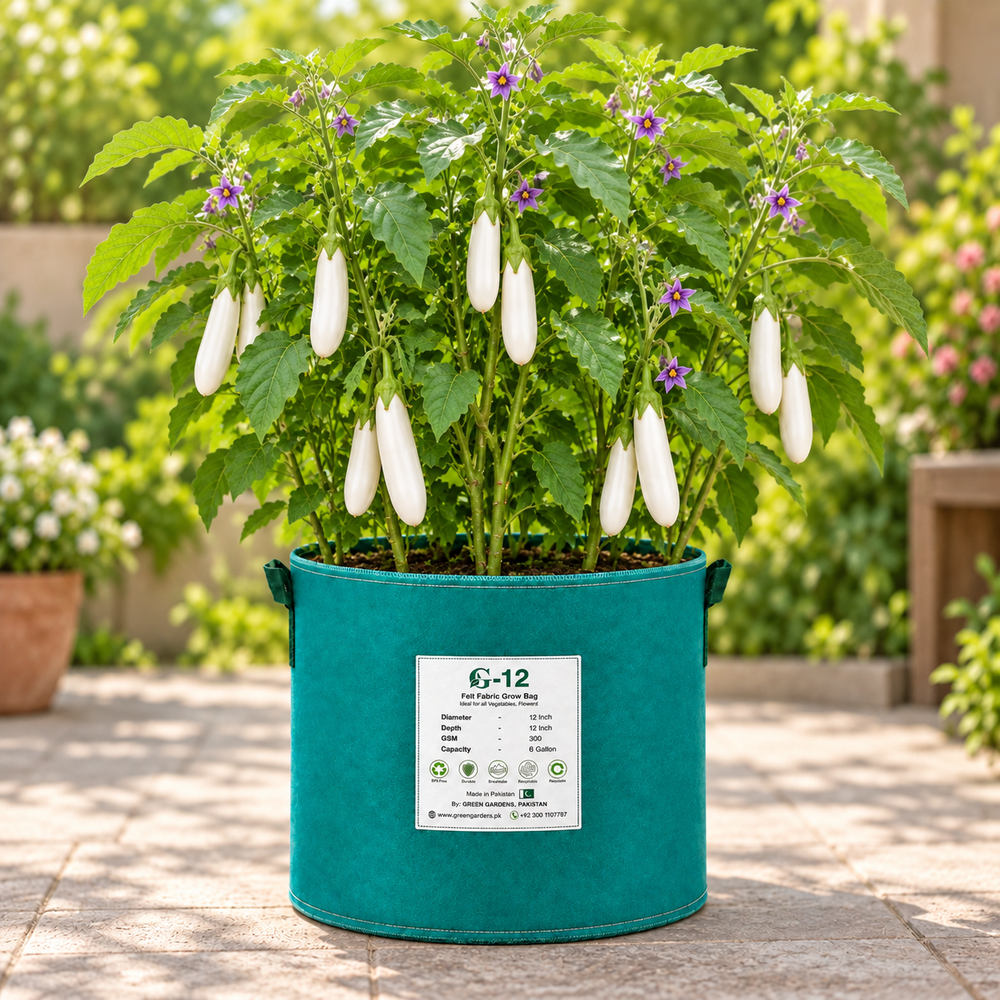 Long glossy white F1 Hybrid eggplants growing on a healthy upright plant – white brinjal seeds for home gardening in Pakistan
