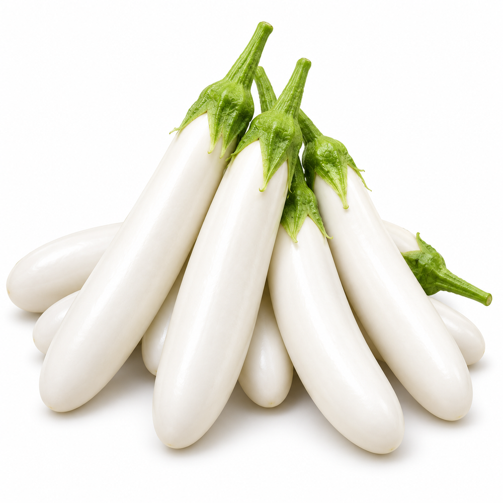 Long glossy white F1 Hybrid eggplants growing on a healthy upright plant – white brinjal seeds for home gardening in Pakistan