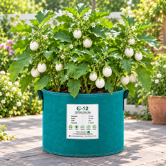 Round glossy white F1 Hybrid eggplants growing on a healthy upright plant – white brinjal seeds for summer and winter gardening in Pakistan