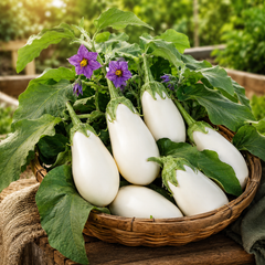 Eggplant White Teardrop Shaped Seeds, F1 Hybrid (SUMMER/ WINTER)