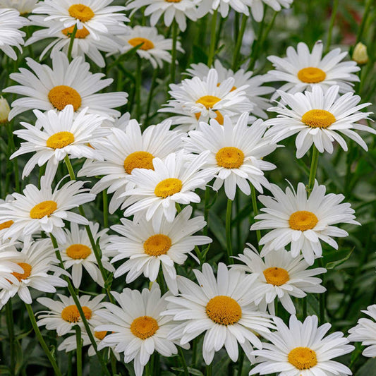 Ox Eye Daisy Seeds (WINTER)