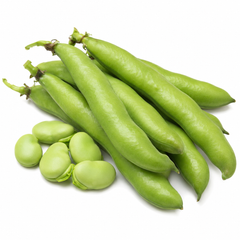 Fava Beans / Broad Beans Seeds – 1 kg Produced at Khaplu, (WINTER)