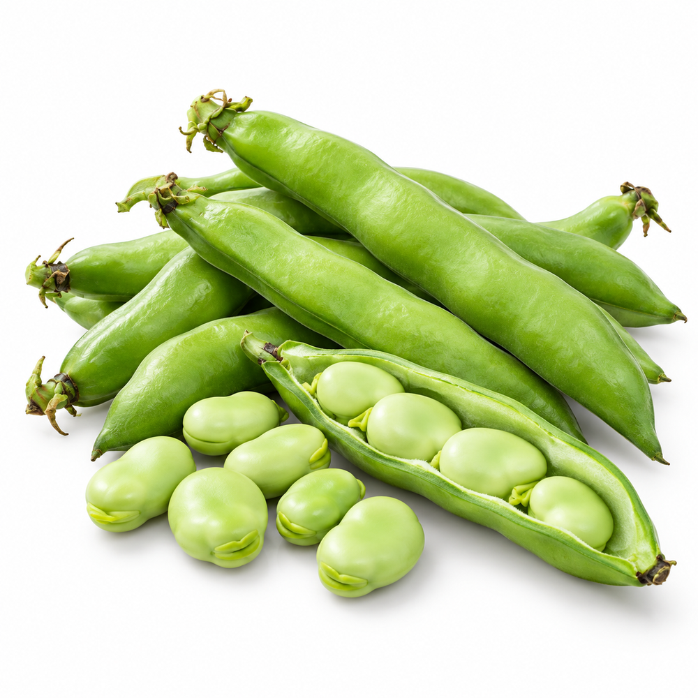 Fava Beans Broad Beans seeds 1 kg produced at Khaplu with healthy plants and green pods – bulk winter vegetable seeds Pakistan