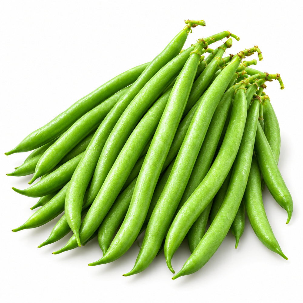 Fresh tender green French Bean pods growing on healthy plants – Green Beans seeds for winter and summer kitchen gardening in Pakistan
