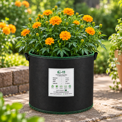 French Marigold Jaffery Gold with rich golden-yellow blooms – compact Tagetes patula flower seeds for pots, beds, grow bags and home gardens in Pakistan