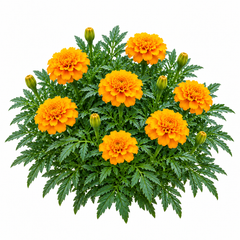 French Marigold Jaffery Gold with rich golden-yellow blooms – compact Tagetes patula flower seeds for pots, beds, grow bags and home gardens in Pakistan