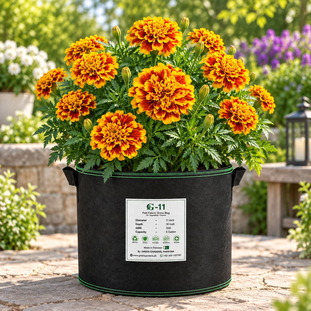 French Marigold Jaffery Bonanza Bee with large double-crested mahogany flowers and golden-yellow edges – compact Tagetes patula flower seeds in Pakistan