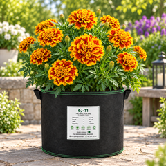 French Marigold Jaffery Bonanza Bee with large double-crested mahogany flowers and golden-yellow edges – compact Tagetes patula flower seeds in Pakistan