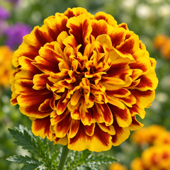 French Marigold Jaffery Bonanza Bee with large double-crested mahogany flowers and golden-yellow edges – compact Tagetes patula flower seeds in Pakistan