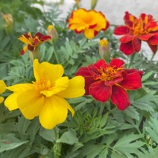 French Marigold Single Mixcolor1 GREEN GARDENS