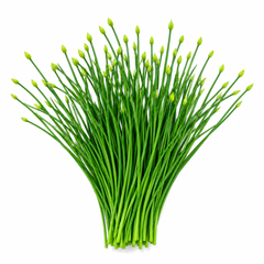 Fresh Garlic Chives Allium tuberosum with flat green leaves – perennial culinary herb seeds for home gardening in Pakistan