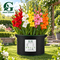 Red, white, yellow, pink and orange Gladiolus flowers growing in a beautiful garden bed and lawn
