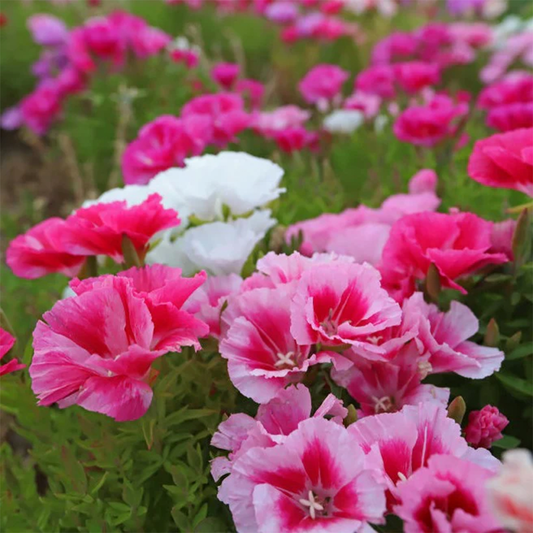 Godetia_Double_1_green_gardens