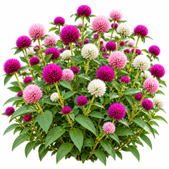 Gomphrena globosa Globe Amaranth with bright round globe-shaped papery flowers – heat-tolerant summer flower seeds for beds pots grow bags and dried arrangements in Pakistan