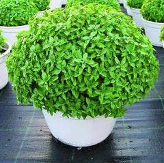 Greek Basil Seeds (WINTER)