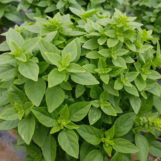 Greek Basil Seeds (SUMMER/ WINTER)
