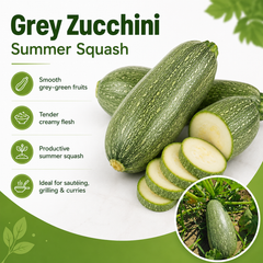 Grey Zucchini Summer Squash Seeds (SUMMER)