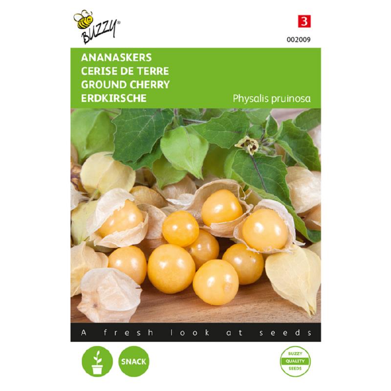 Buzzy® Ground Cherry Golden Berry seeds – Physalis peruviana | GREEN GARDENS