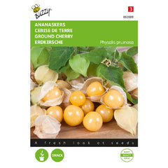 Buzzy® Ground Cherry Golden Berry seeds – Physalis peruviana | GREEN GARDENS