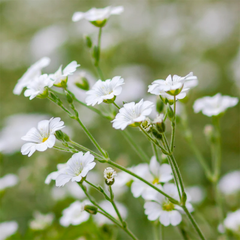 Gypsophila elegans Baby_sbreath Single 2 GREEN GARDENS
