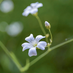 Babyʼs Breath Seeds - Single (WINTER)