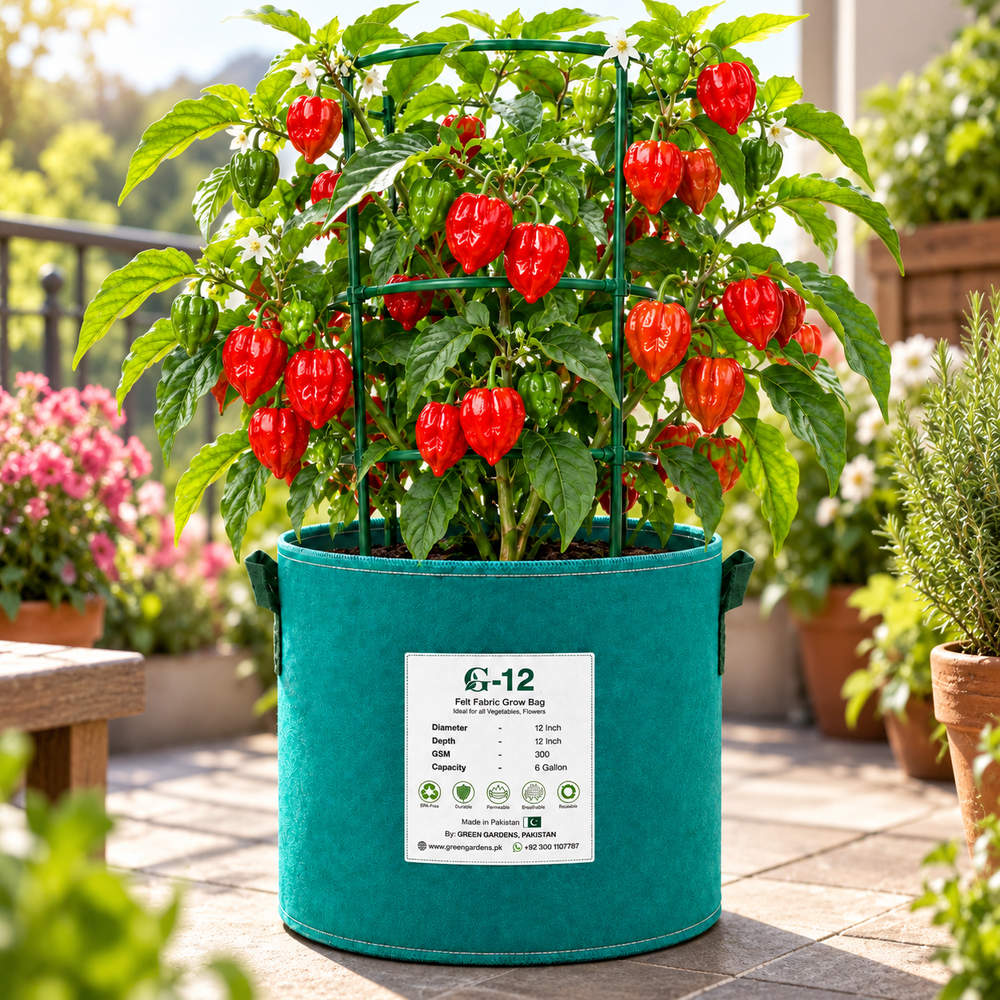 Ripe red Habanero peppers growing on a healthy bushy plant – extremely hot Habanero chilli seeds for home gardening in Pakistan