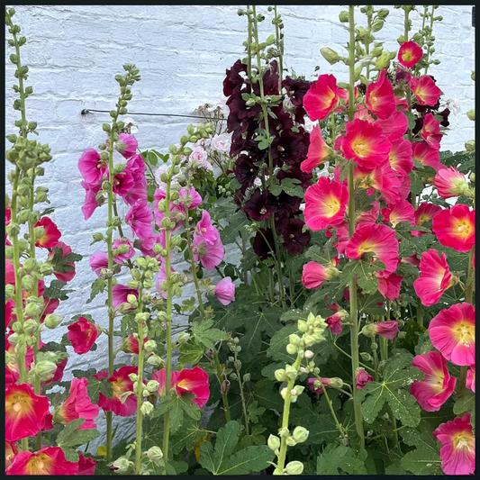Hollyhocks Seeds - Single Petal Tall