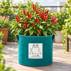 Upright Hot Pepper F1 Hybrid plant with spicy upward-facing chilli fruits – winter and summer vegetable seeds for kitchen gardens and grow bags in Pakistan