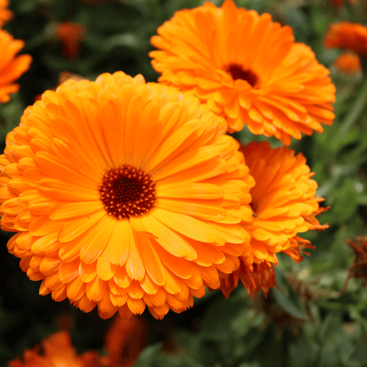 Calendula Ball Orange Calendula officinalis with bright fully double rounded orange flowers – winter flower seeds for pots beds borders and grow bags in Pakistan