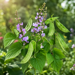 Hyacinth Beans (Lablab) Seeds – Fast-Growing Climbing Vine with Purple Flowers