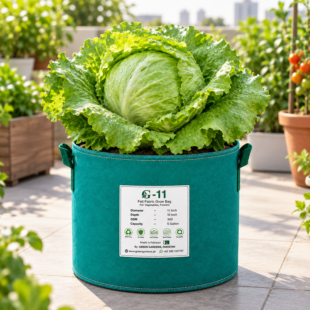 Fresh compact Iceberg Lettuce head with crisp pale-green leaves – F1 Hybrid lettuce seeds for winter kitchen gardening in Pakistan