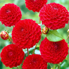 Indian Dahlia Bulbs - More than 12 mix Varities (WINTER) {PACK OF 5}