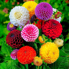Indian Dahlia Bulbs - More than 12 mix Varities (WINTER) {PACK OF 5}