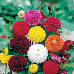Indian Dahlia Bulbs - More than 12 mix Varities (WINTER) {PACK OF 5}