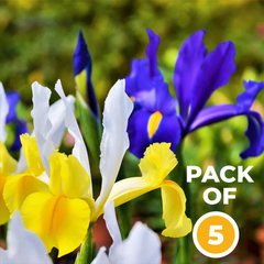 Dutch Iris Bulbs - Mix Colors (PACK OF 5) {WINTER}