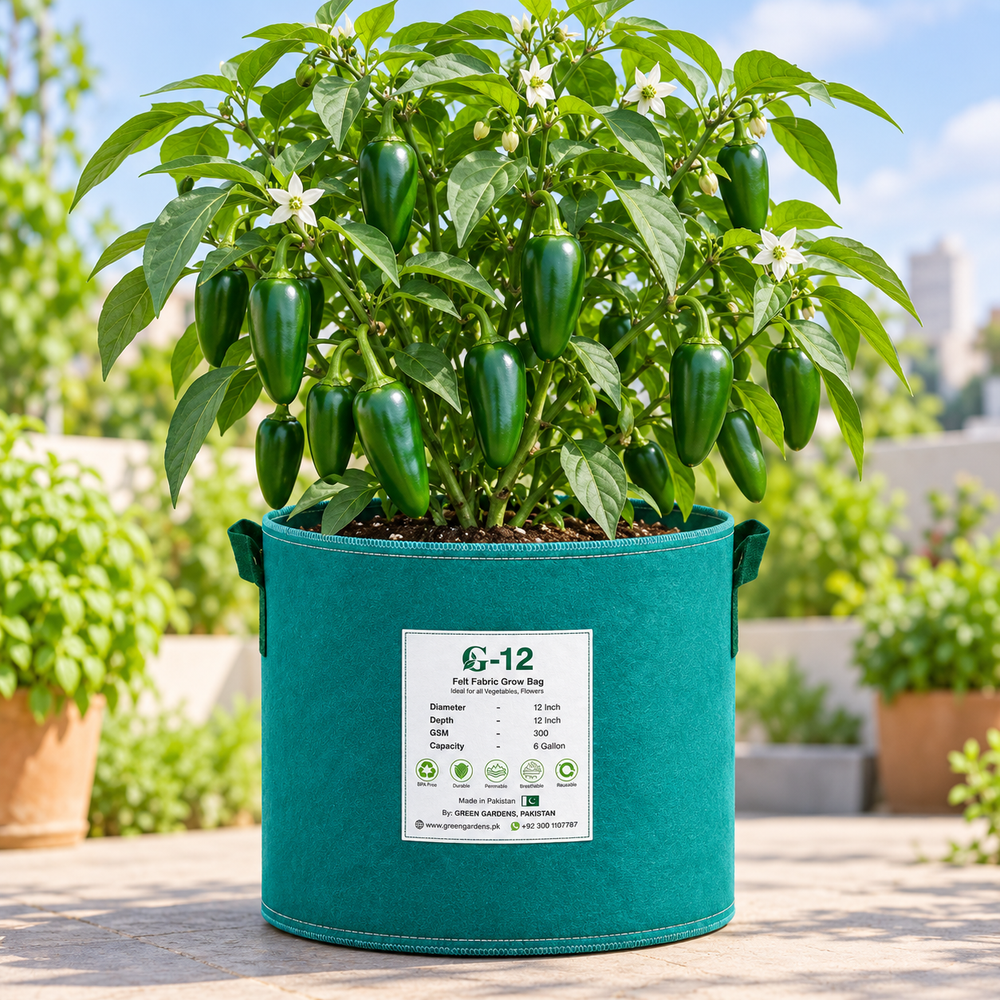 Fresh green Jalapeno peppers growing on a healthy bushy plant – medium-hot Jalapeno chilli seeds for winter and summer gardening in Pakistan