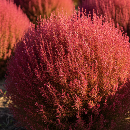 Kochia Red - Seeds (Summer)