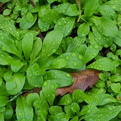 Lamb's Lettuce Seeds