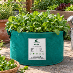 Fresh green Lamb's Lettuce rosettes with soft spoon-shaped leaves – Corn Salad Mâche seeds for winter and home gardening in Pakistan