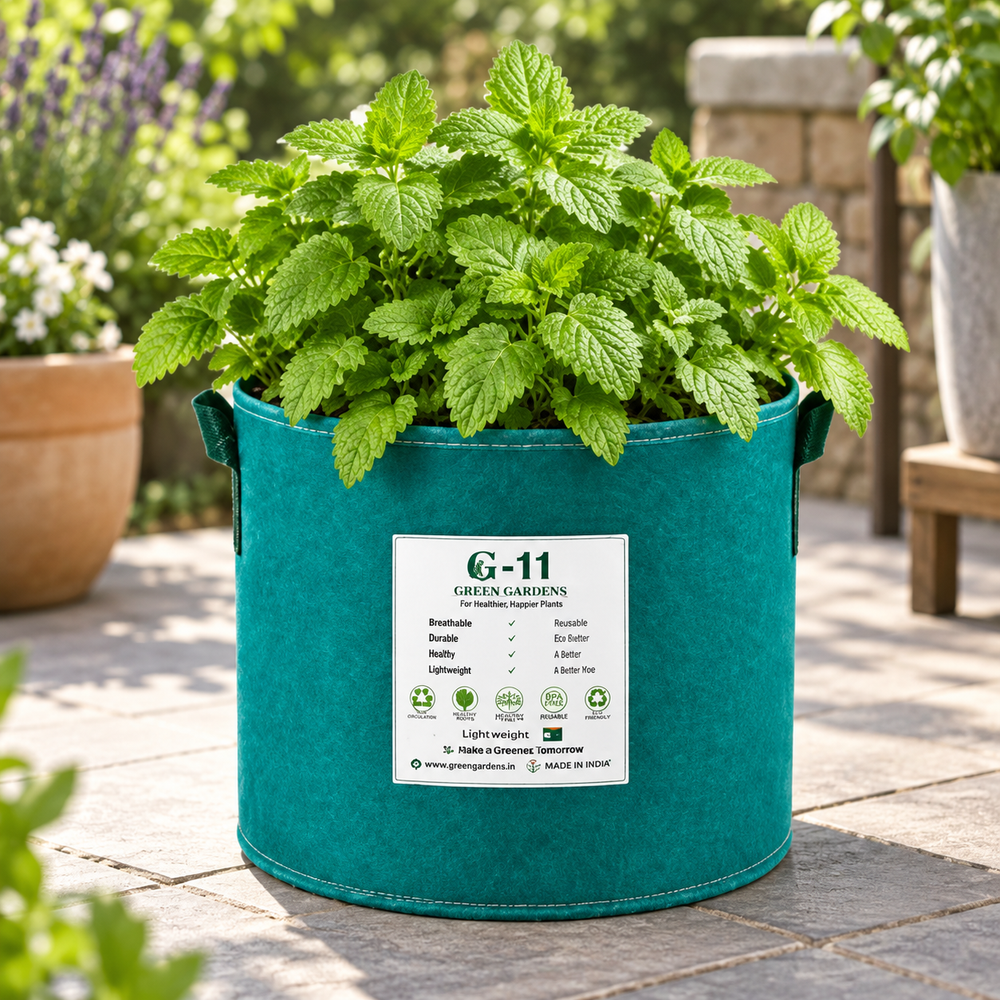 Fresh green Lemon Balm plant with aromatic textured leaves – Melissa officinalis herb seeds for tea and home gardening in Pakistan