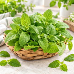 Fresh green Lemon Balm plant with aromatic textured leaves – Melissa officinalis herb seeds for tea and home gardening in Pakistan
