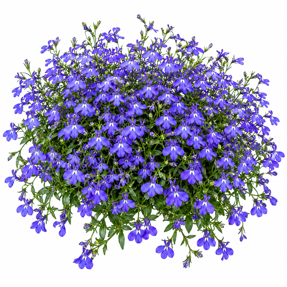 Lobelia Crystal Palace Lobelia erinus with compact deep blue flowers and dark foliage – winter flower seeds for pots beds borders edging and grow bags in Pakistan