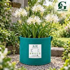 White Spider Lily (Lycoris albiflora) with elegant creamy-white spider-like flowers and long curved stamens – GREEN GARDENS